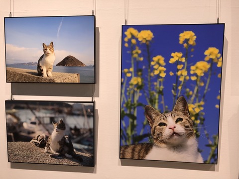 飛び猫展2022_0281