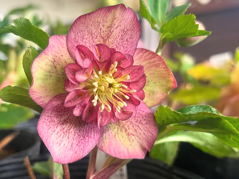 rose10