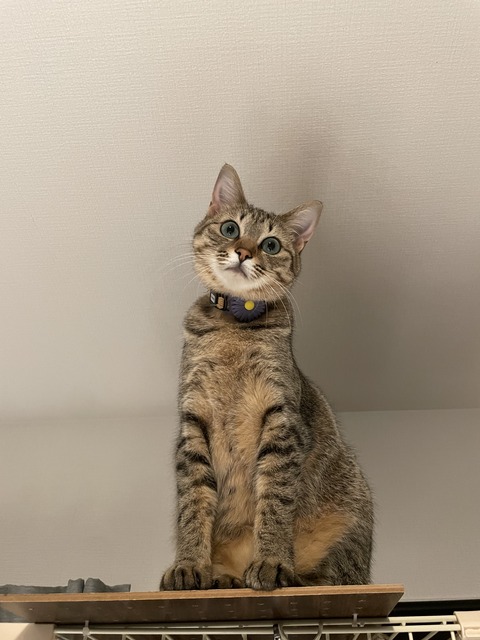 kiji3