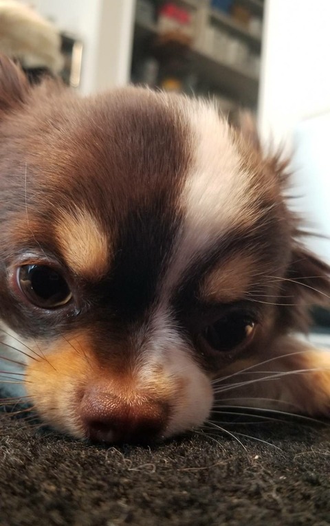 チワワのモカ②