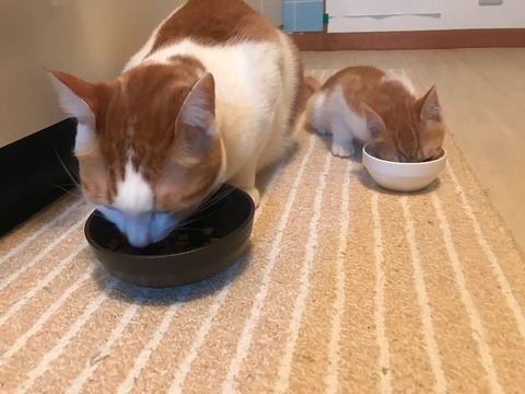 IMG_20220706_173505_441