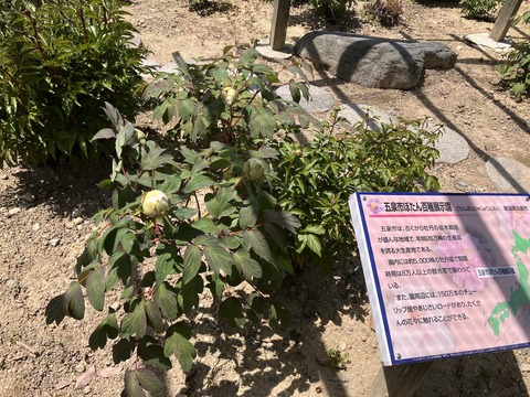 長谷牡丹園_4134