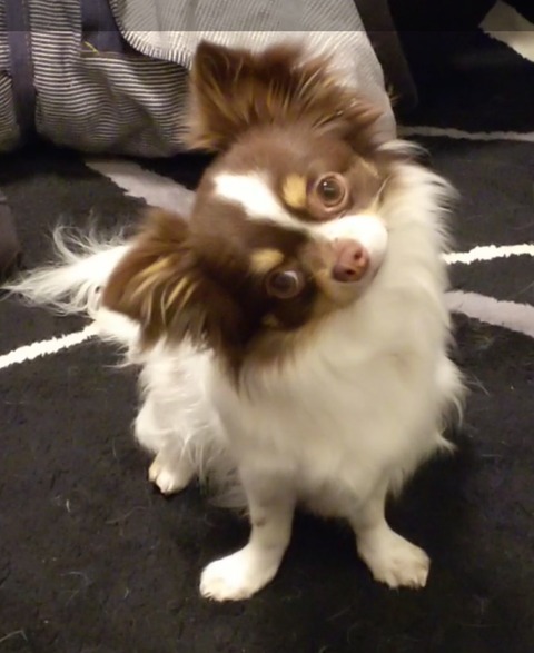 チワワのモカ③