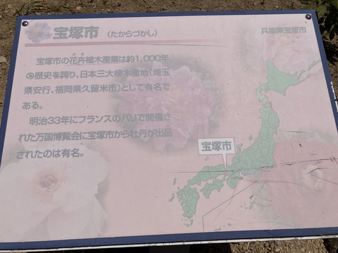 長谷牡丹園_4135