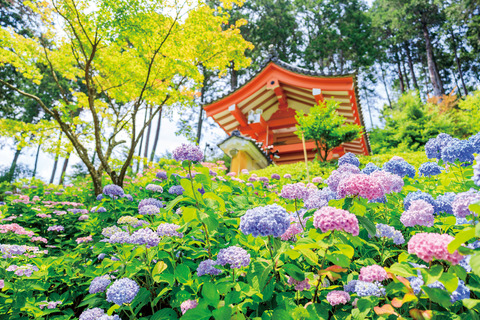 6月ツアー 三室戸寺