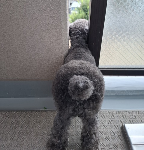 【宝塚市 ペット】サングラスがお似合い！うしろ姿がキュートなトイプードルのROKOちゃん！