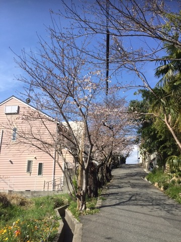 雲雀丘山手の荘川桜並木