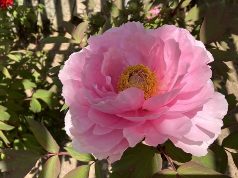 長谷牡丹園_4130