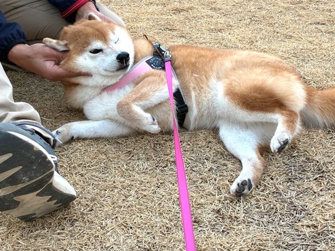 maru2