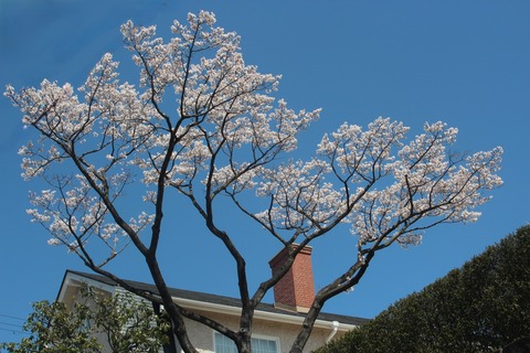 高碕記念館の荘川桜