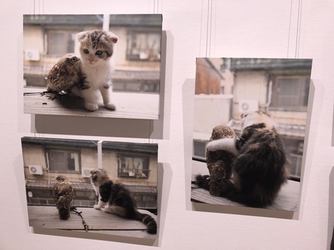 飛び猫展2022_0275
