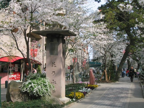 20050410花のみちIMG_0926