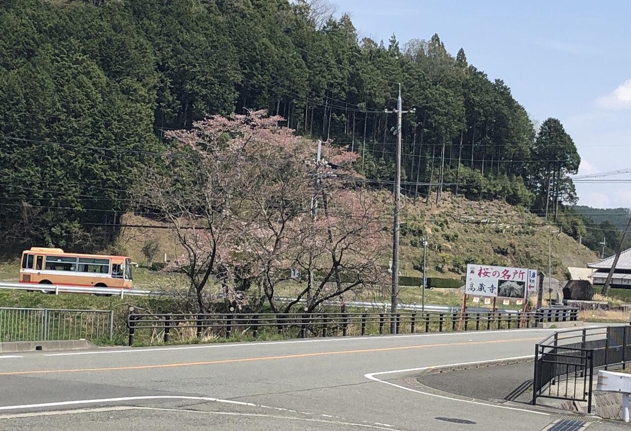 今ならまだ間に合うかも 丹波篠山市 高蔵寺のしだれ桜が美しい 宝塚暮らしをもっと楽しもう 情報誌comipa 今ならまだ間に合うかも 丹波篠山市 高蔵寺のしだれ桜が美しい 宝塚暮らしをもっと楽しもう 情報誌comipa