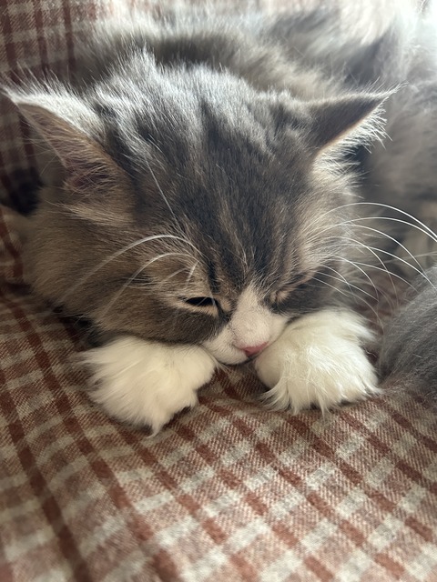 【宝塚市 ペット】ちょこまかな動きがたまらないマンチカンの『ふう』ちゃん♪