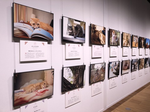 飛び猫展2022_0272