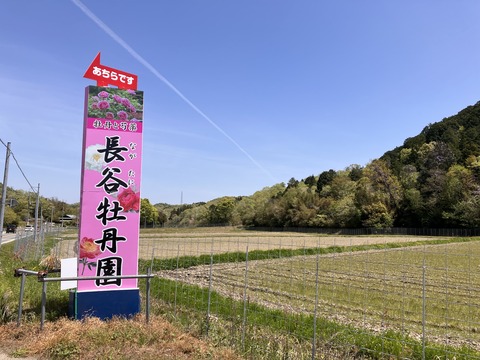 長谷牡丹園_4116