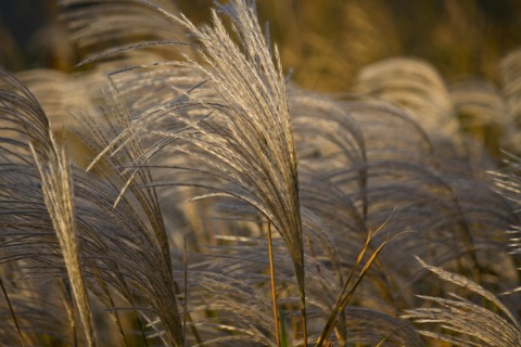 PPG_kazeniyurarerususuki_TP_V