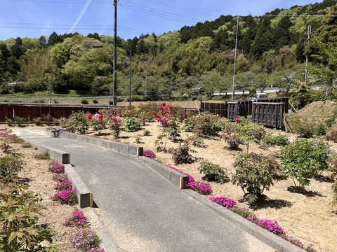 長谷牡丹園_4121