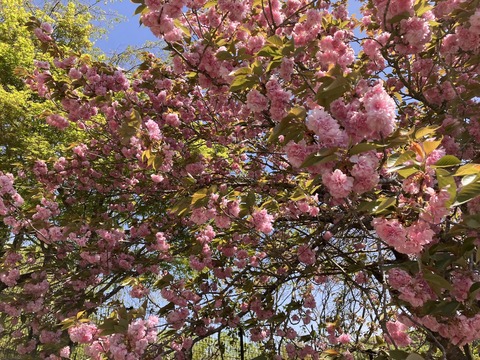 長谷牡丹園_4131