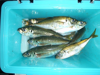 PB090041