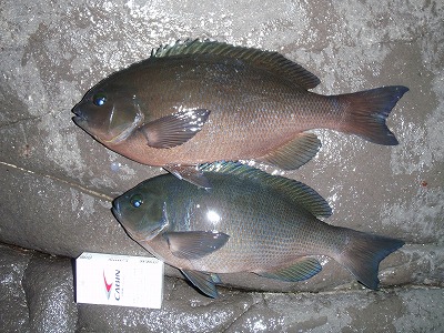 P3050233