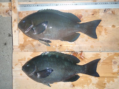 P1160054