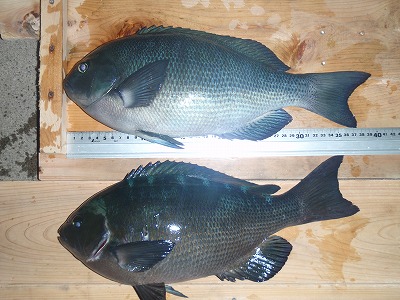P1060043