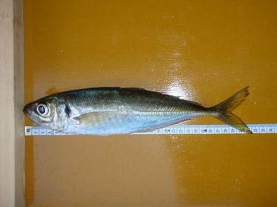 PB190089
