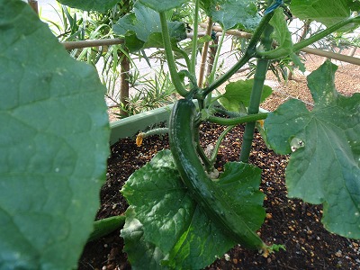 P6120072