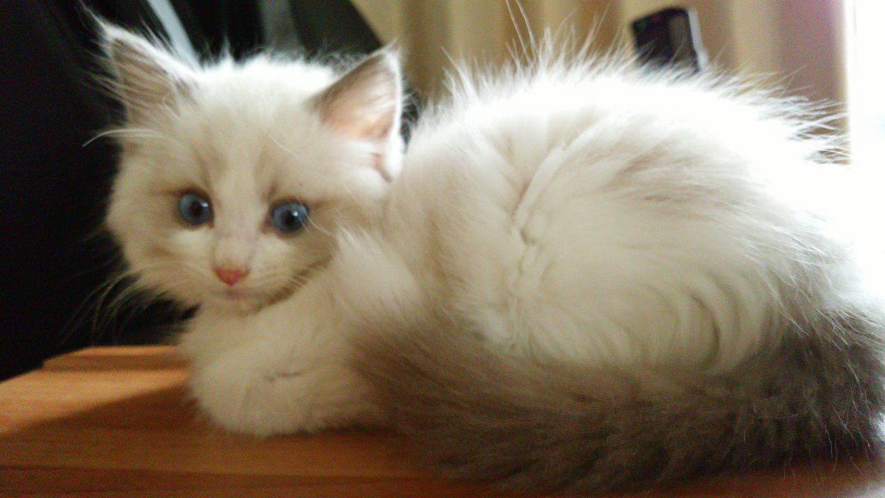 青い目の天使 Takasama5banのblog 青い目の天使 Takasama5banのblog