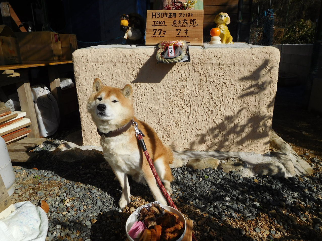 相棒 柴犬太郎7歳 Taka77歳で正月を迎えた 相棒 柴犬太郎とタカハウスで暮らす