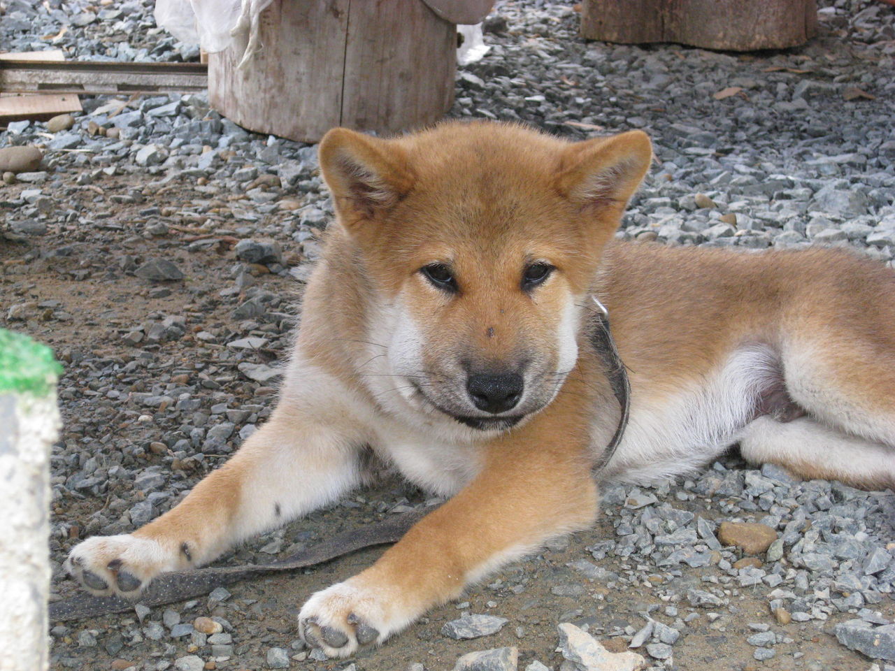マムシに噛まれてのだ 相棒 柴犬太郎とタカハウスで暮らす マムシに噛まれてのだ 相棒 柴犬太郎とタカハウスで暮らす