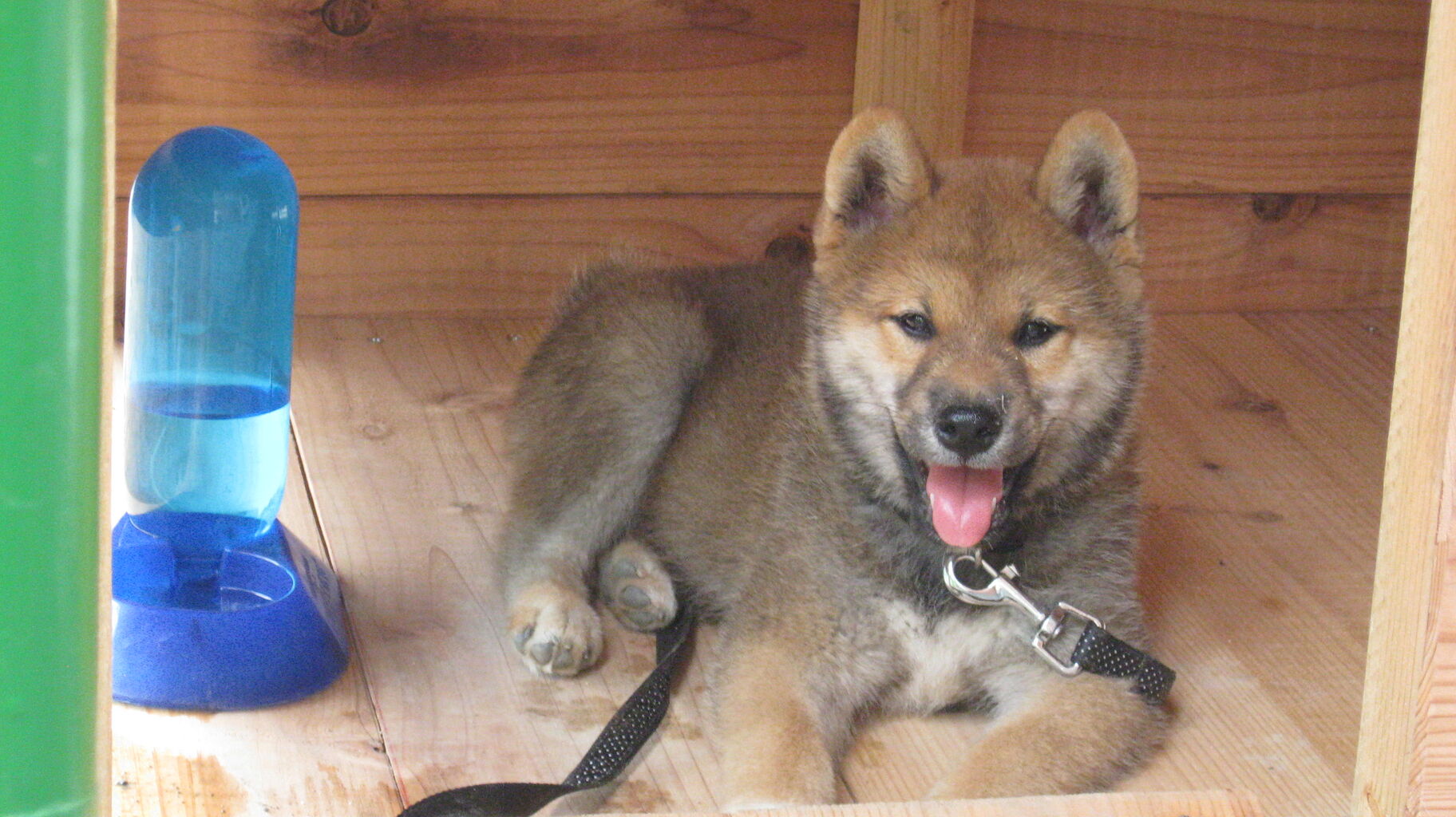 Cnn日本語サイトに 犬の1年は人間の7年 誤り 年齢ごとの成長ペースに差 米研究 というタイトルのニュース 相棒 柴犬 太郎とタカハウスで暮らす Cnn日本語サイトに 犬の1年は人間の7年 誤り 年齢ごとの成長ペースに差 米研究 というタイトルのニュース 相棒 柴犬 太郎とタカハウスで暮らす