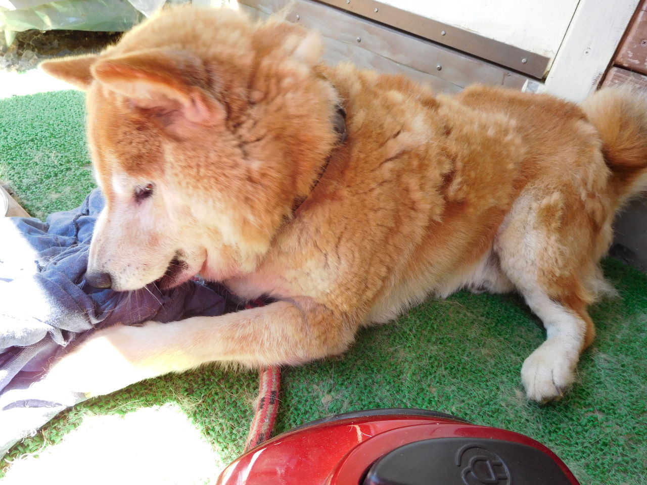 柴犬太郎の体毛マダラ模様でオジ犬風 相棒 柴犬太郎とタカハウスで暮らす 柴犬太郎の体毛マダラ模様でオジ犬風 相棒 柴犬太郎とタカハウスで暮らす