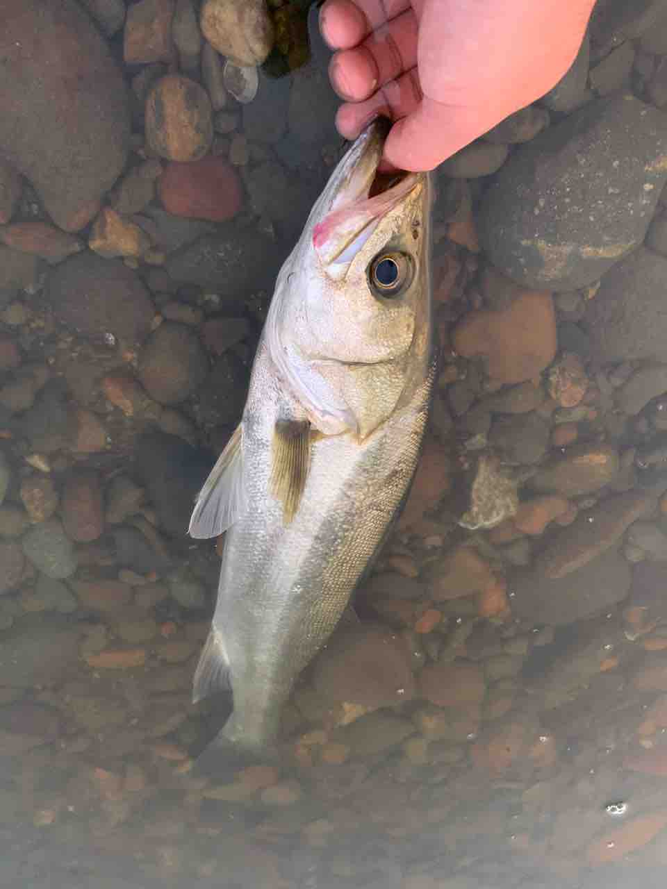 涸沼からの渓流 今日はえげぇの釣っぺ