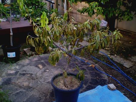 スモモ ソルダムを廃棄 果樹栽培を中心としたブログ