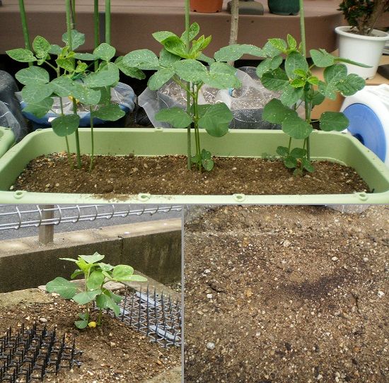 エダマメの生育状況 支柱と追肥 果樹栽培を中心としたブログ