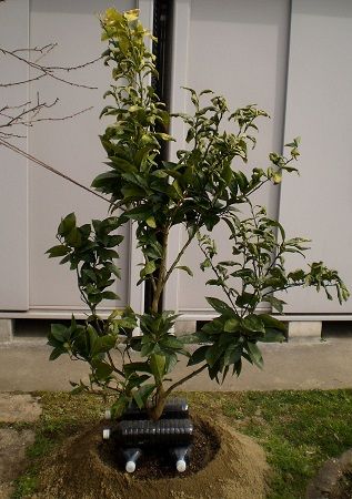 ブラッドオレンジ モロを地植えに 果樹栽培を中心としたブログ ブラッドオレンジ モロを地植えに 果樹栽培を中心としたブログ