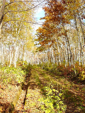 ������¬��