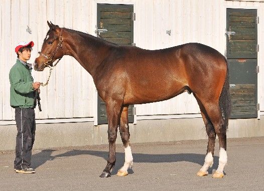 注目馬２ ワールドエース 脳内pog Road To The Derby P Owner Pog 18 19