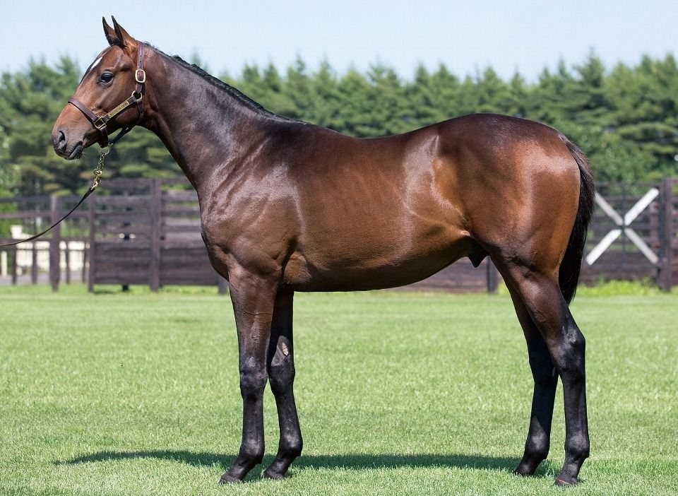 アヴニールマルシェ ヴィートマルシェの12 牡 脳内pog Road To The Derby P Owner Pog 18 19