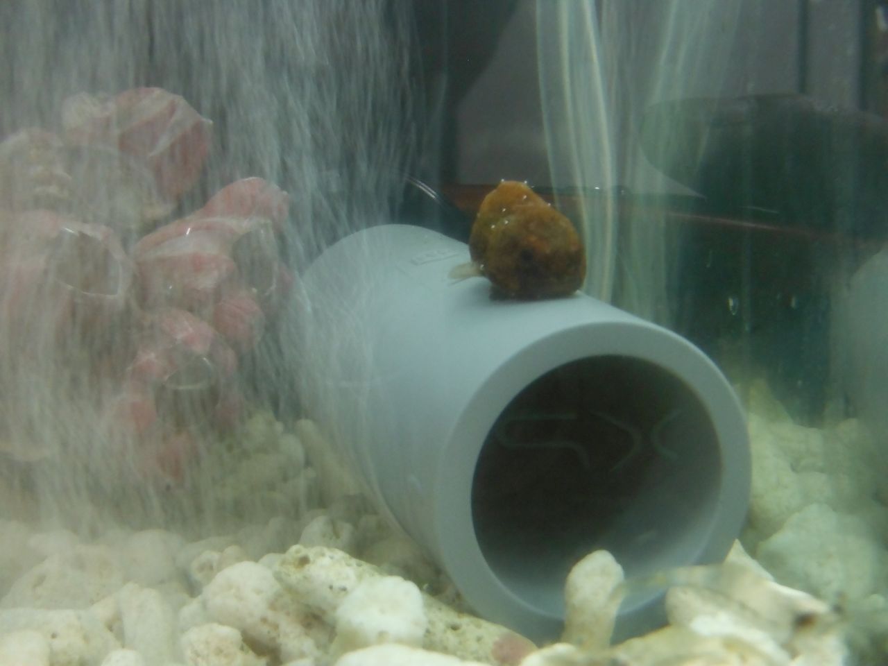 ダンゴウオ飼育順調 高須番長の書道ブログ