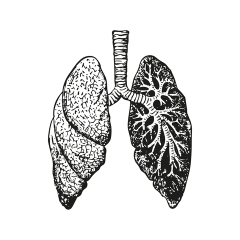 lungs-7578680_1280