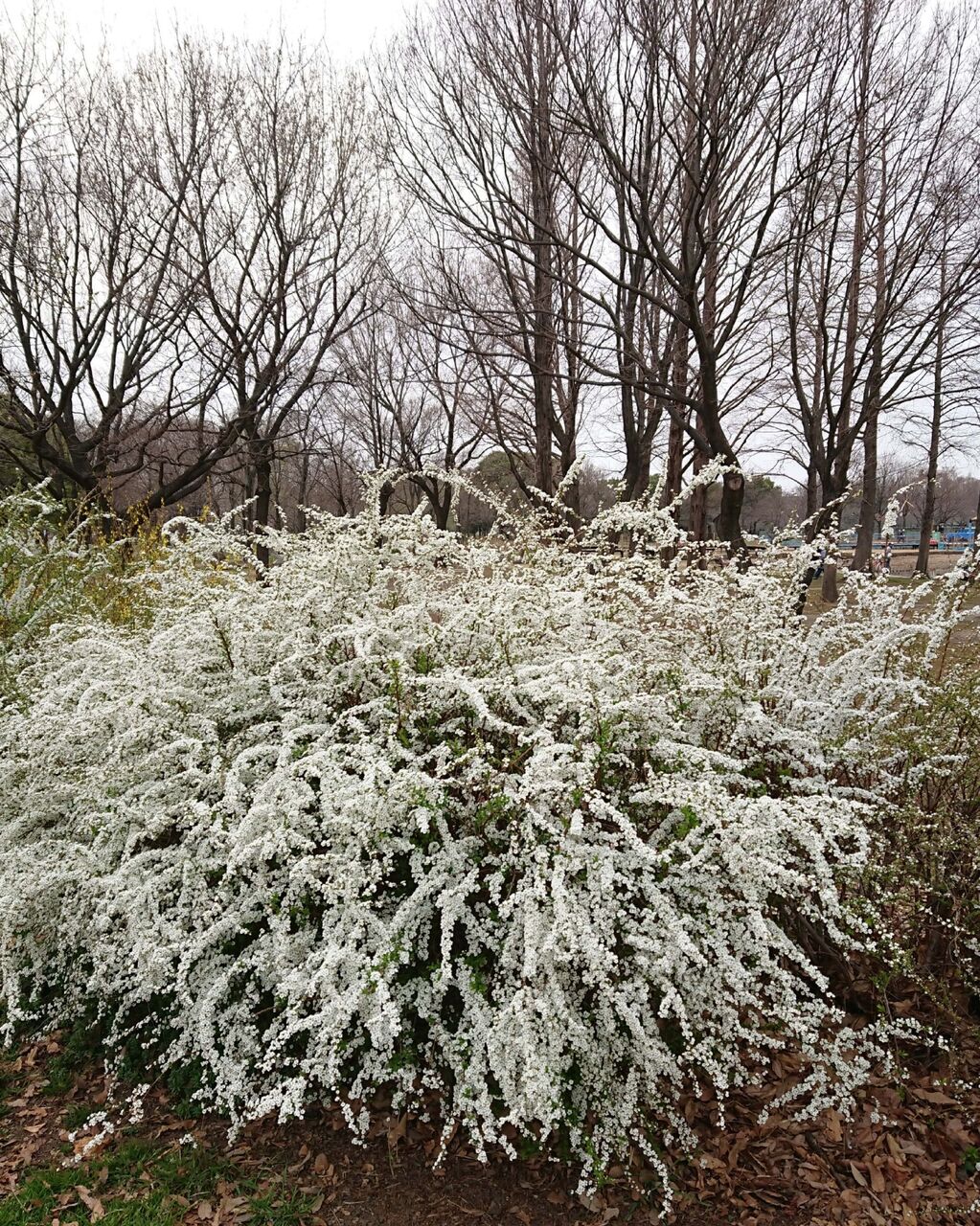 雪柳と連ぎょ Takatamo80 雪柳と連ぎょ Takatamo80