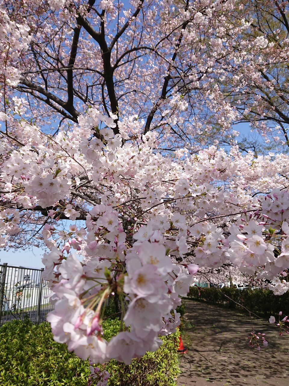 満開の桜に出合う Takatamo80 満開の桜に出合う Takatamo80