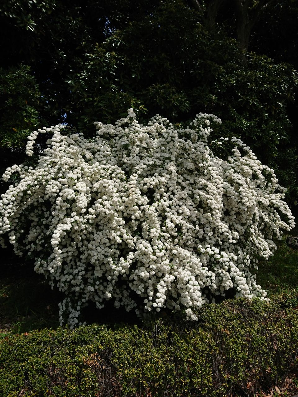 令和最初の花名句 こでまり 皇居東御苑 Takatamo８０