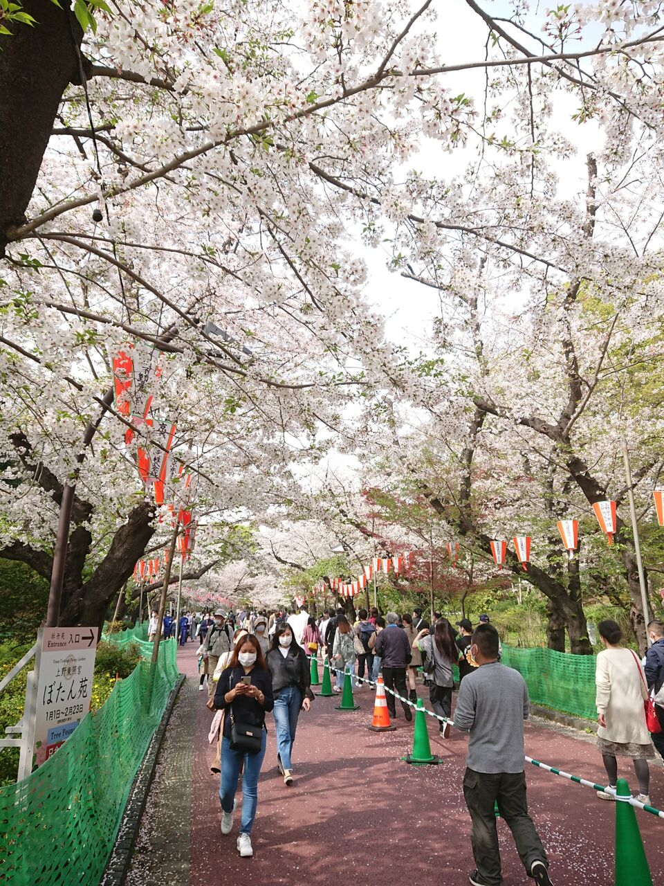 上野公園の桜は既に葉桜 Takatamo80 上野公園の桜は既に葉桜 Takatamo80