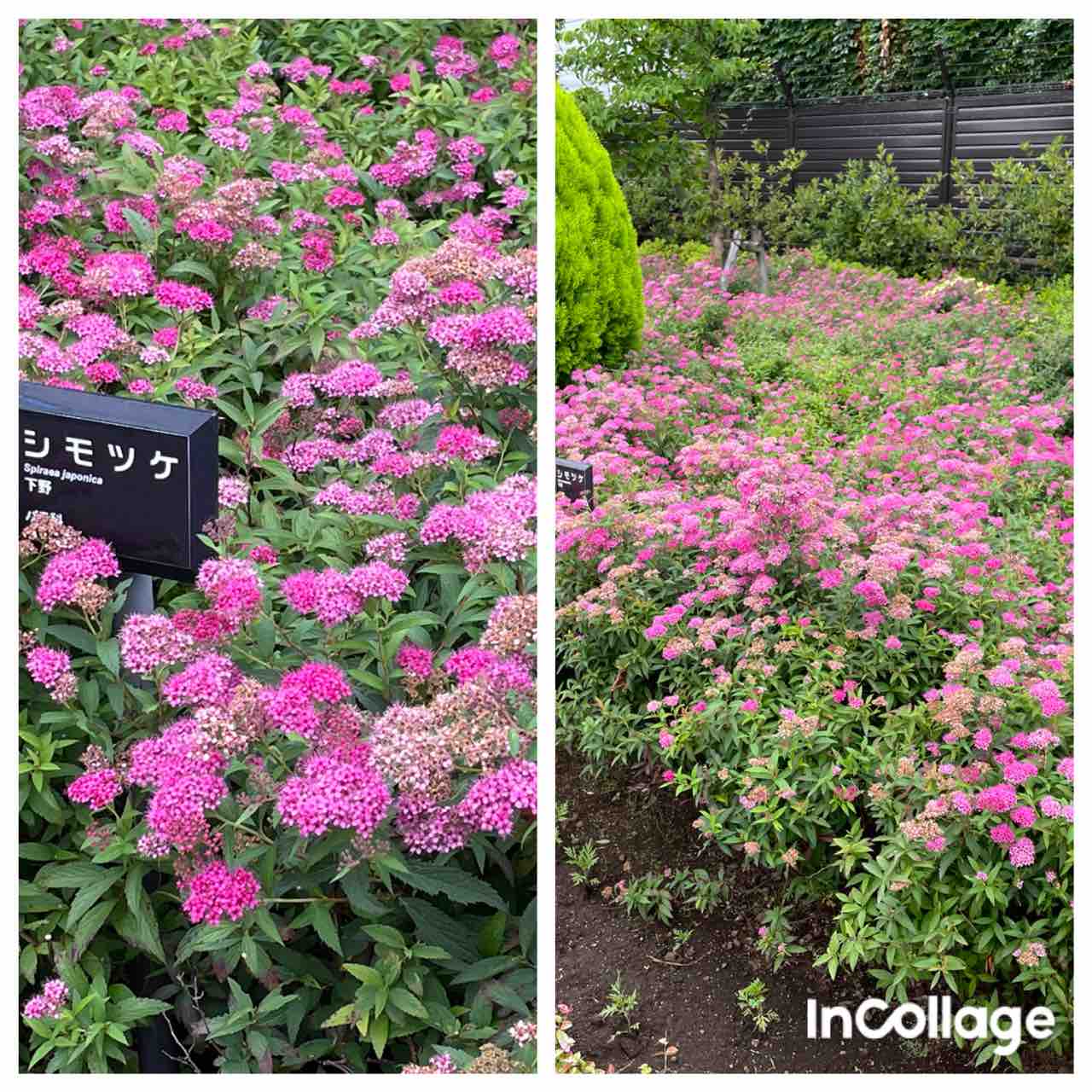 下野 しもつけ の花 Takatamo８０