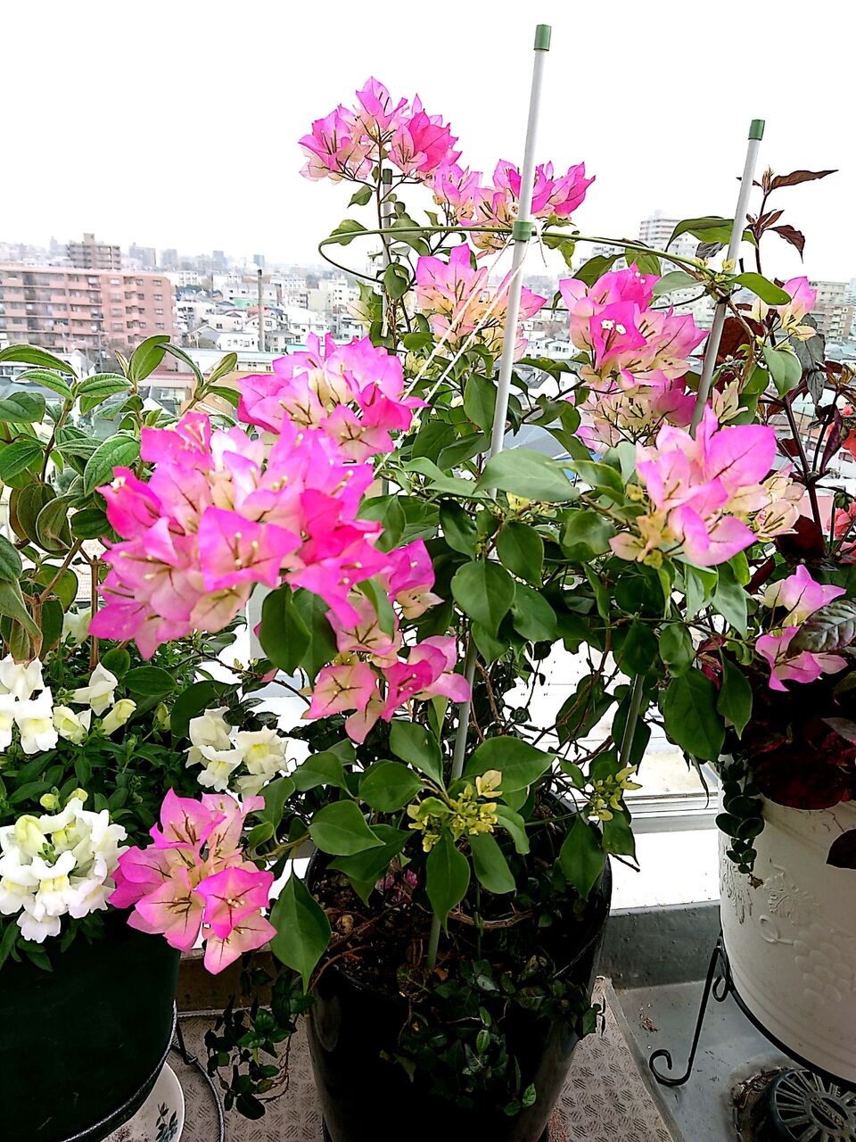 ミキさんの冬の花 Takatamo８2