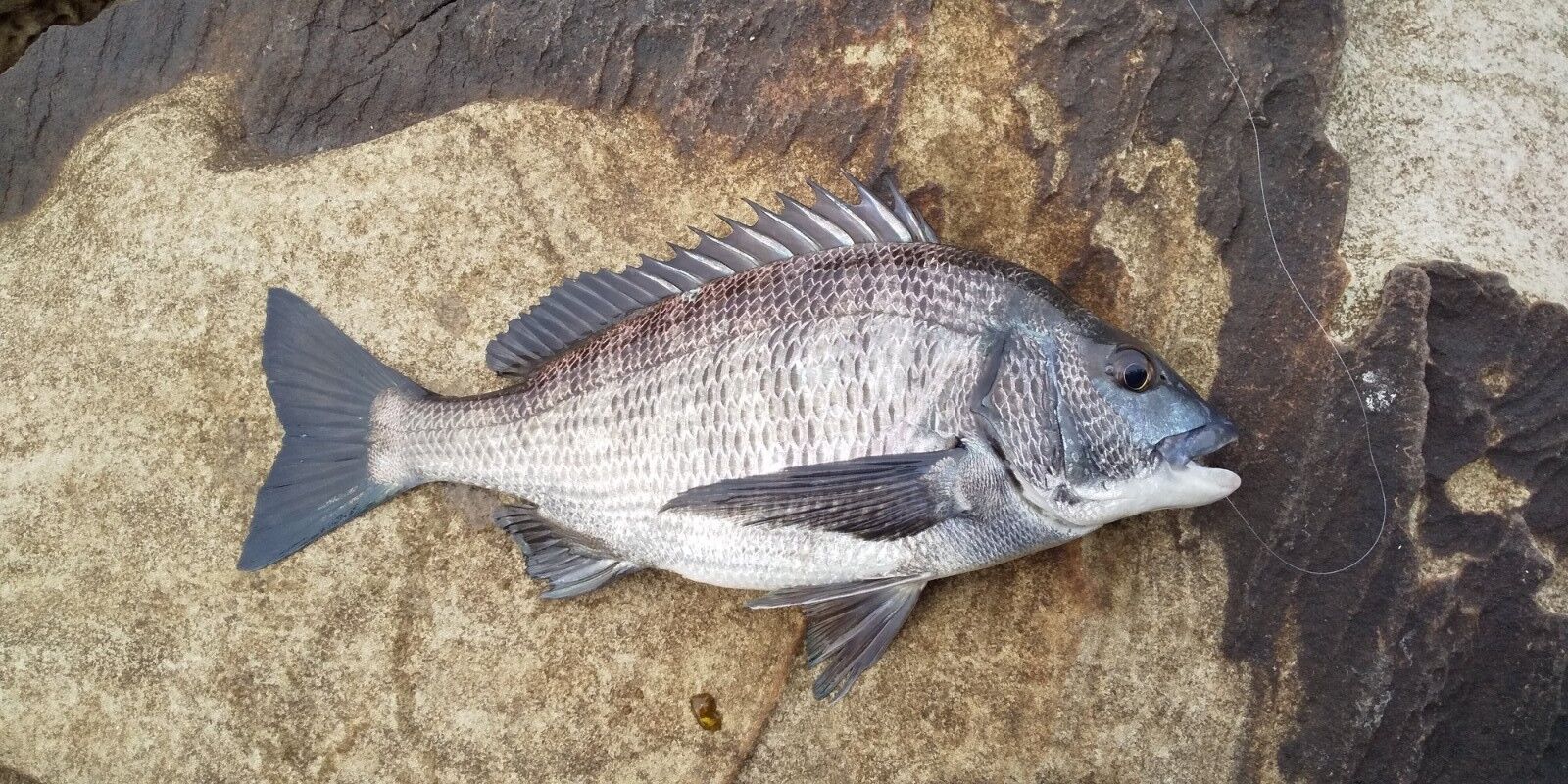 釣りはココロの栄養です 磯釣り